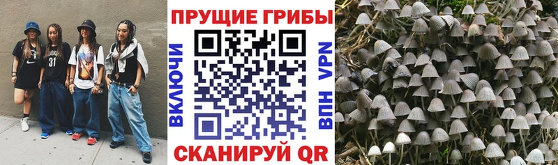 нарко площадка наркотические препараты  Зверево  Псилоцибиновые грибы Psilocybine cubensis 